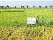 Kiên Giang: Phục tráng ba giống lúa mùa đặc sản